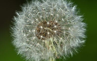 Weeds