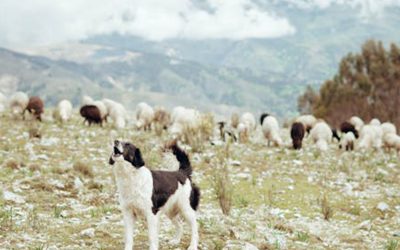 I Am the Lord’s Sheep Dog